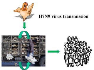 H7N9 virus transmission
 