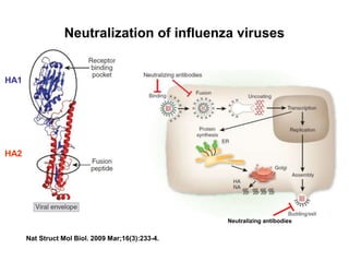 Neutralization of influenza viruses
Nat Struct Mol Biol. 2009 Mar;16(3):233-4.
HA1
HA2
Neutralizing antibodies
 