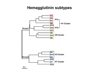 Hemagglutinin subtypes
 