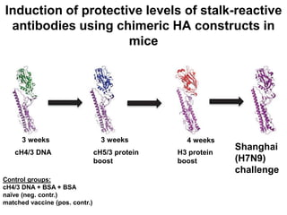 cH4/3 DNA cH5/3 protein
boost
H3 protein
boost
Shanghai
(H7N9)
challenge
Control groups:
cH4/3 DNA + BSA + BSA
naïve (neg. contr.)
matched vaccine (pos. contr.)
4 weeks3 weeks3 weeks
Induction of protective levels of stalk-reactive
antibodies using chimeric HA constructs in
mice
 