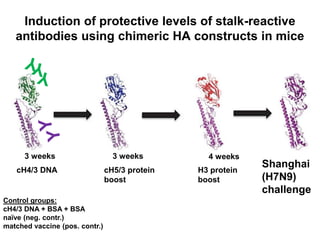 cH4/3 DNA cH5/3 protein
boost
H3 protein
boost
Shanghai
(H7N9)
challenge
Control groups:
cH4/3 DNA + BSA + BSA
naïve (neg. contr.)
matched vaccine (pos. contr.)
4 weeks3 weeks3 weeks
Induction of protective levels of stalk-reactive
antibodies using chimeric HA constructs in mice
 