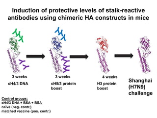 cH4/3 DNA cH5/3 protein
boost
H3 protein
boost
Shanghai
(H7N9)
challenge
Control groups:
cH4/3 DNA + BSA + BSA
naïve (neg. contr.)
matched vaccine (pos. contr.)
4 weeks3 weeks3 weeks
Induction of protective levels of stalk-reactive
antibodies using chimeric HA constructs in mice
Y
 