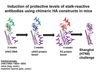 cH4/3 DNA cH5/3 protein
boost
H3 protein
boost
Shanghai
(H7N9)
challenge
Control groups:
cH4/3 DNA + BSA + BSA
naïve (neg. contr.)
matched vaccine (pos. contr.)
4 weeks3 weeks3 weeks
Induction of protective levels of stalk-reactive
antibodies using chimeric HA constructs in mice
Y
 