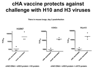 cHA vaccine protects against
challenge with H10 and H3 viruses
cH4/3 DNA + cH5/3 protein + H3 protein cH4/3 DNA + cH5/3 protein + cH7/3 protein
Titers in mouse lungs, day 3 postinfection
 