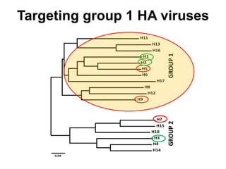 H11
H13
H16
H1
H2
H5
H6
H17
H8
H12
H9
H7
H15
H10
H3
H4
H14
GROUP1GROUP2
0.04
Targeting group 1 HA viruses
 