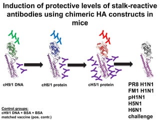 cH9/1 DNA cH6/1 protein cH5/1 protein
Control groups:
cH9/1 DNA + BSA + BSA
matched vaccine (pos. contr.)
Y
Induction of protective levels of stalk-reactive
antibodies using chimeric HA constructs in
mice
PR8 H1N1
FM1 H1N1
pH1N1
H5N1
H6N1
challenge
 
