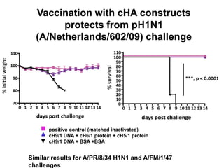 Vaccination with cHA constructs
protects from pH1N1
(A/Netherlands/602/09) challenge
positive control (matched inactivated)
cH9/1 DNA + cH6/1 protein + cH5/1 protein
cH9/1 DNA + BSA +BSA
Similar results for A/PR/8/34 H1N1 and A/FM/1/47
challenges
 