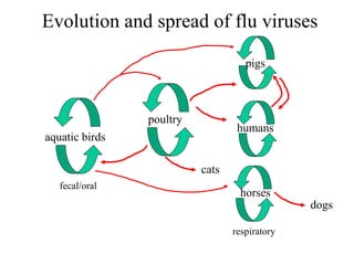Evolution and spread of flu viruses
aquatic birds
poultry
pigs
humans
horses
fecal/oral
respiratory
dogs
cats
 