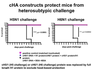 positive control (matched inactivated)
cH9/1 DNA + H1 protein/cH6/1 protein + cH5/1 protein/H1
protein
cH9/1 DNA + BSA +BSA
cHA constructs protect mice from
heterosubtypic challenge
H5N1 challenge H6N1 challenge
cH5/1 (H5 challenge) or cH6/1 (H6 challenge) protein was replaced by full
length H1 protein to exclude head-based protection
 