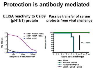 ELISA reactivity to Cal09
(pH1N1) protein
Protection is antibody mediated
cH9/1 + cH6/1 + cH5/1
cH9/1 + BSA +BSA
naïve serum
Naïve
Positive control
vector +BSA+BSA
cH9/1 + cH6/1 + cH5/1
Passive transfer of serum
protects from viral challenge
Days post challenge
 