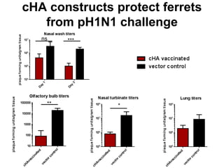 cHA constructs protect ferrets
from pH1N1 challenge
***
***ns
 