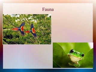 Fauna