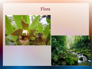Flora