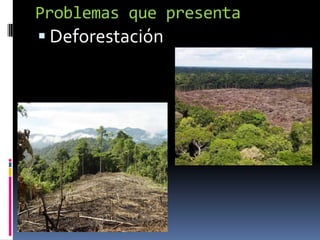 Problemas que presenta
 Deforestación
 