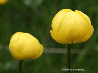 Calderones  (Detalle) 