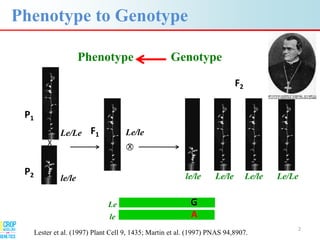 Advances in gene-based crop modeling