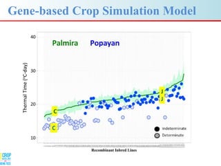 Advances in gene-based crop modeling