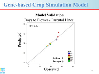 Advances in gene-based crop modeling