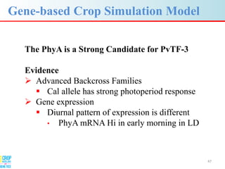 Advances in gene-based crop modeling