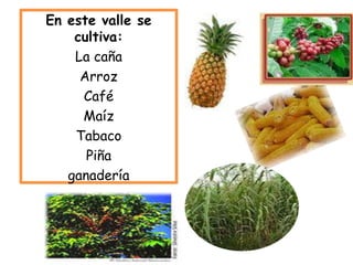 En este valle se cultiva:La cañaArrozCaféMaízTabaco Piñaganadería