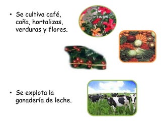Se cultiva café, caña, hortalizas, verduras y flores.Se explota la ganadería de leche.