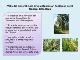 Valle del General-Coto Brus o Depresión Tectónica de El
General-Coto Brus
** Se localiza en la parte sur del
país, entre la cordillera de
Talamanca y la fila Brunqueña.
** Este valle es recorrido por dos
ríos, El General y El Coto Brus, que
al unirse dan origen al río Grande
de Térraba.
** Agricultura: Caña de azúcar,
piña, maíz, el arroz y la palma
aceitera.
** Sus principales ciudades son,
San Isidro de el General, Palmar,
Buenos Aires, San Vito y Coto Brus.
 