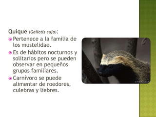 Quique (Galictis cuja):
 Pertenece a la familia de
  los mustelidae.
 Es de hábitos nocturnos y
  solitarios pero se pueden
  observar en pequeños
  grupos familiares.
 Carnívoro se puede
  alimentar de roedores,
  culebras y liebres.
 