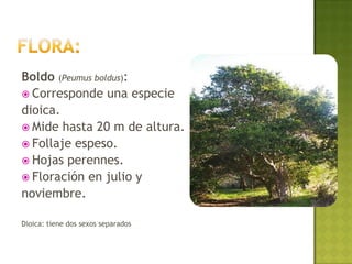 Boldo (Peumus boldus):
 Corresponde una especie
dioica.
 Mide hasta 20 m de altura.
 Follaje espeso.
 Hojas perennes.
 Floración en julio y
noviembre.

Dioica: tiene dos sexos separados
 