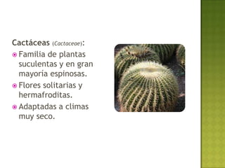 Cactáceas (Cactaceae):
 Familia de plantas
  suculentas y en gran
  mayoría espinosas.
 Flores solitarias y
  hermafroditas.
 Adaptadas a climas
  muy seco.
 