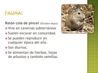 Ratón cola de pincel (Octodon degus)
 Vive en cavernas subterráneas
 Suelen excavar en comunidad.
 Se pueden reproducir en
  cualquier época del año.
 Son diurnos.
 Se alimentan de hierbas, hojas
  de arbustos y también semillas.
 