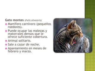 Gato montes (Felis silvestris)
 Mamífero carnívoro (pequeños
  roedores).
 Puede ocupar las malezas y
  matorrales densos que le
  ofrece suficiente cobertura.
 Animal solitario.
 Sale a cazar de noche.
 Apareamiento en meses de
  febrero y marzo.
 