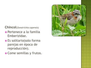 Chincol(Zonotrichia capensis)
 Pertenece a la familia
                                © Ximena Olivares
  Emberizidae.
 Es solitario(solo forma
  parejas en época de
  reproducción).
 Come semillas y frutos.
 
