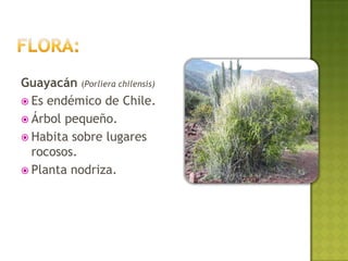 Guayacán (Porliera chilensis)
 Es endémico de Chile.
 Árbol pequeño.
 Habita sobre lugares
  rocosos.
 Planta nodriza.
 