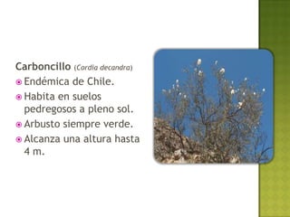 Carboncillo (Cordia decandra)
 Endémica de Chile.
 Habita en suelos
  pedregosos a pleno sol.
 Arbusto siempre verde.
 Alcanza una altura hasta
  4 m.
 