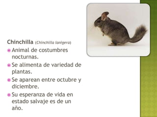 Chinchilla (Chinchilla lanigera)
 Animal de costumbres
  nocturnas.
 Se alimenta de variedad de
  plantas.
 Se aparean entre octubre y
  diciembre.
 Su esperanza de vida en
  estado salvaje es de un
  año.
 