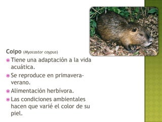Coipo (Myocastor coypus)
 Tiene una adaptación a la vida
  acuática.
 Se reproduce en primavera-
  verano.
 Alimentación herbívora.
 Las condiciones ambientales
  hacen que varié el color de su
  piel.
 