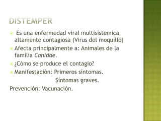  Enfermedad   parasitaria causada por el
  protozoo Trypanosoma cruzi.
 Su principal portador es la vinchuca.
 ¿Cómo se produce el contagio?
 Manifestación: Fase aguda (síntomas leves)
                 Fase Crónica (afecta el SNC)
 Prevención: Principalmente la limpieza.
 