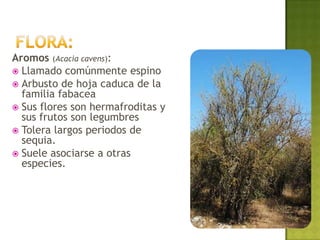 Aromos (Acacia cavens):
 Llamado comúnmente espino
 Arbusto de hoja caduca de la
  familia fabacea
 Sus flores son hermafroditas y
  sus frutos son legumbres
 Tolera largos periodos de
  sequia.
 Suele asociarse a otras
  especies.
 