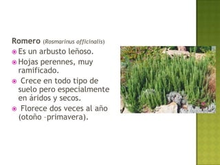 Romero (Rosmarinus officinalis)
 Es un arbusto leñoso.
 Hojas perennes, muy
  ramificado.
 Crece en todo tipo de
  suelo pero especialmente
  en áridos y secos.
 Florece dos veces al año
  (otoño –primavera).
 