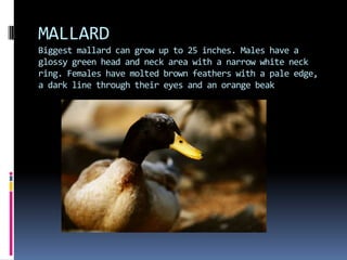 MALLARD
Biggest mallard can grow up to 25 inches. Males have a
glossy green head and neck area with a narrow white neck
ring. Females have molted brown feathers with a pale edge,
a dark line through their eyes and an orange beak
 