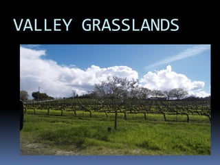 VALLEY GRASSLANDS
 