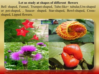 THE VALLEY OF FLOWERS ENVIRONMENTAL STUDIES CLASS-IV | PPTX