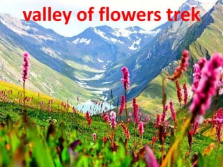valley of flowers trek
 