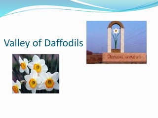 Valley of Daffodils
 