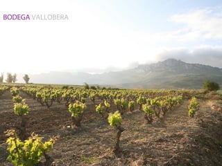 BODEGA VALLOBERA
 