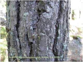 MÄNTY, kuiva kangasmetsä, Kotka, 7.8.2013
 