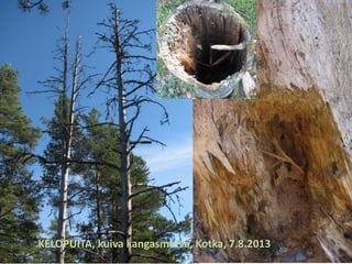 KELOPUITA, kuiva kangasmetsä, Kotka, 7.8.2013
 