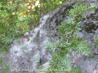 KATAJA, kuiva kangasmetsä, Kotka, 7.8.2013
 