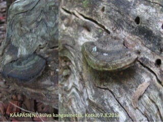 KÄÄPÄSIENI, kuiva kangasmetsä, Kotka, 7.8.2013
 