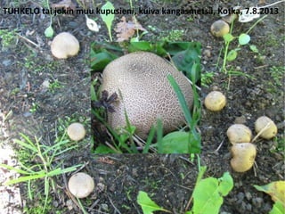 TUHKELO tai jokin muu kupusieni, kuiva kangasmetsä, Kotka, 7.8.2013
 